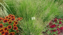 Molinia caerulea 'Heidezwerg' harilik sinihelmikas